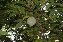 Annona reticulata